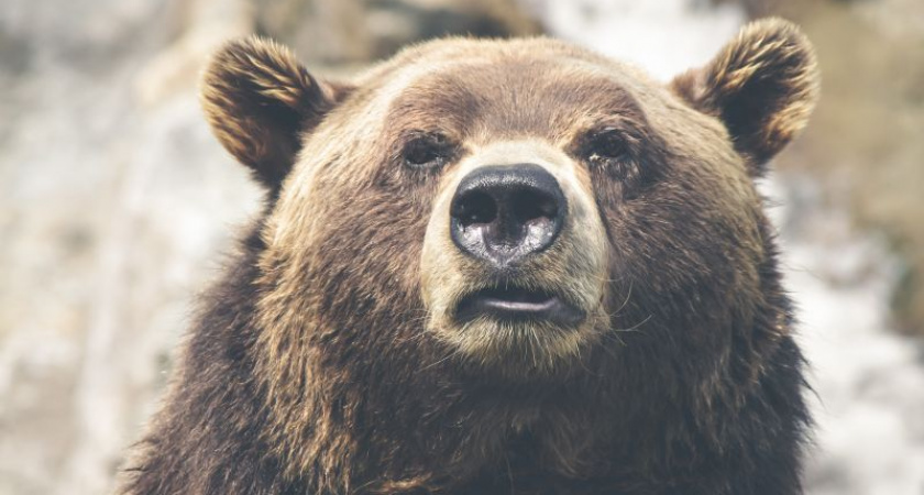 Сезон охоты на медведя стартует в Нижегородской области