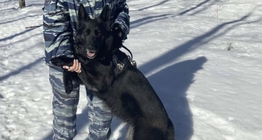 Четвероногий детектив: как собака по кличке Супра раскрыла ограбление в Дзержинске
