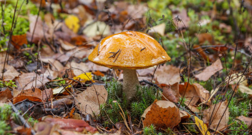 В Нижегородской области начался грибной сезон: первые находки и советы грибникам