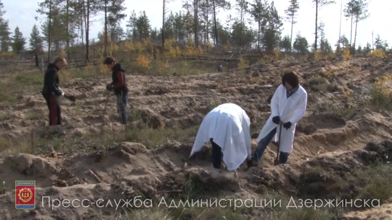 Пять тысяч сосен посадили в Дзержинске на месте горельника