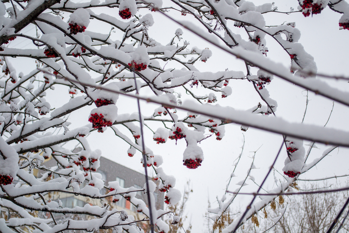 Мокрый снег и заморозки придут в Нижегородскую область