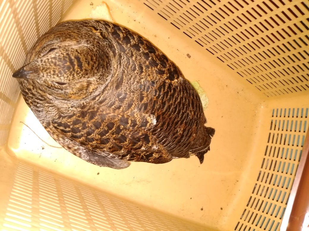 Жительница Дзержинска спасла экзотическую птицу от кошки