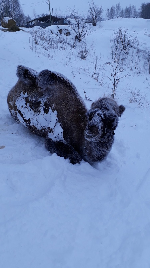 Любит снег больше, чем песок: в Нижегородской области появился зимний верблюд