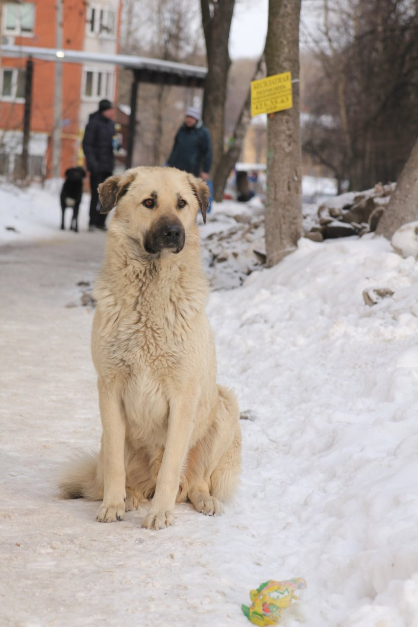 В Дзержинске объявлен тендер на эвтаназию 123 собак