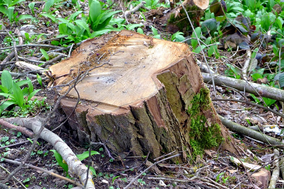 Глава сельсовета Володарского района попался на незаконной вырубке леса