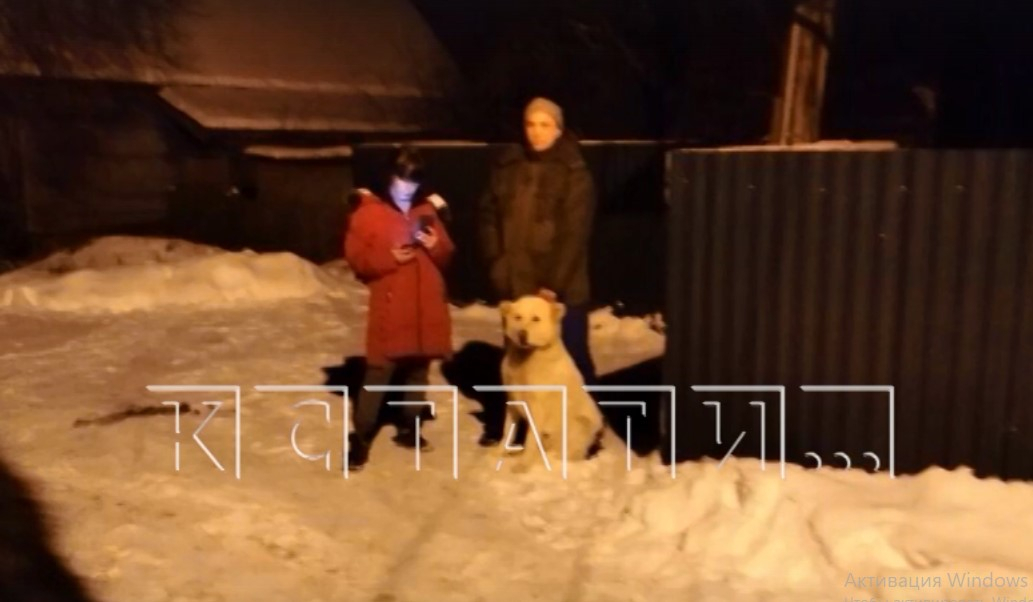 Еще один случай нападения собаки произошел в Нижегородской области