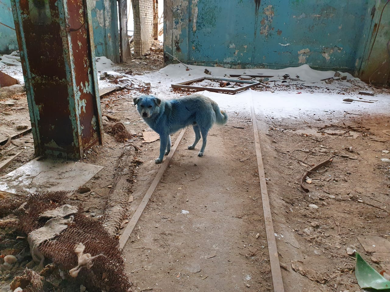 Синих псов из Дзержинска отловят