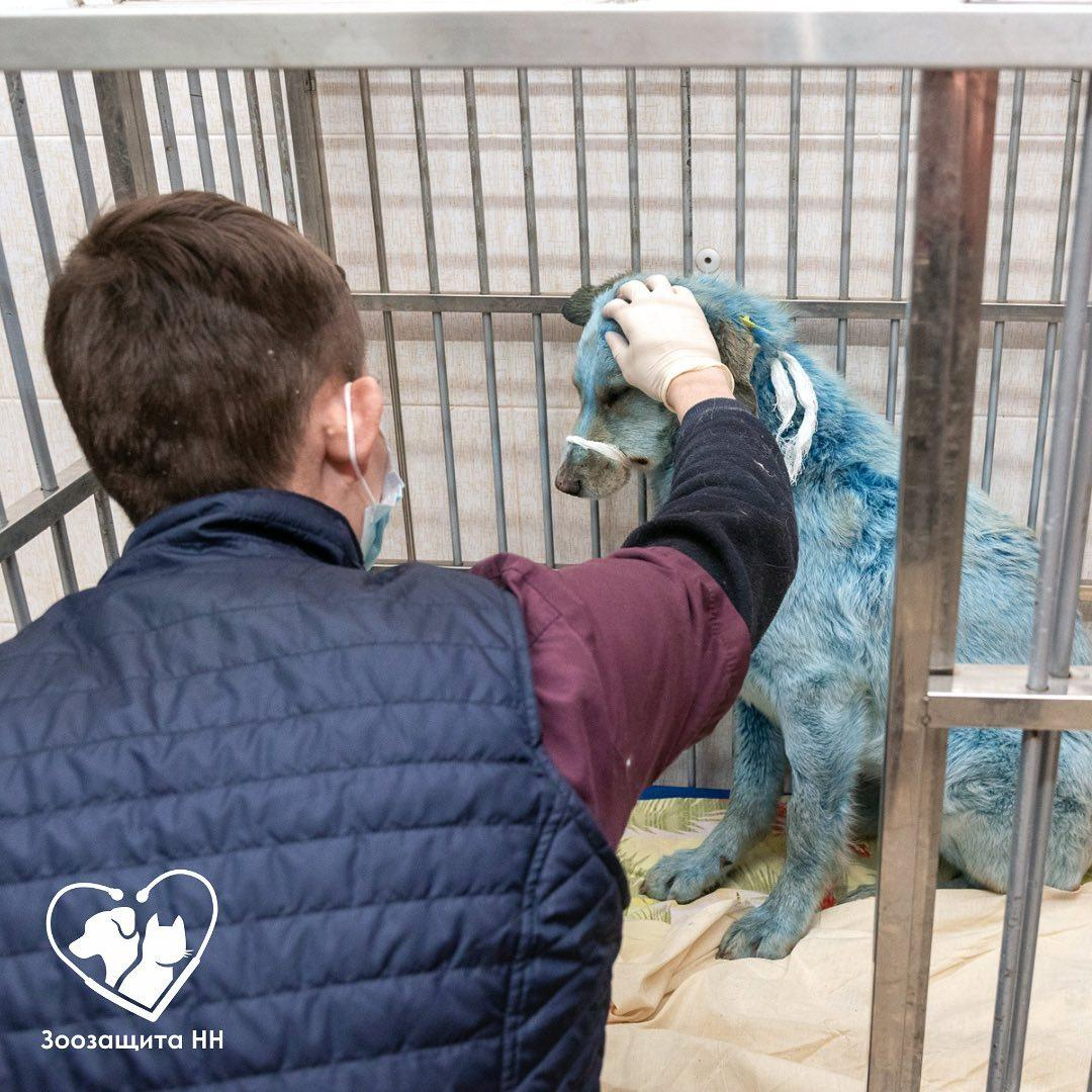 Одна из синих собак, которых поймали в Дзержинске, умерла