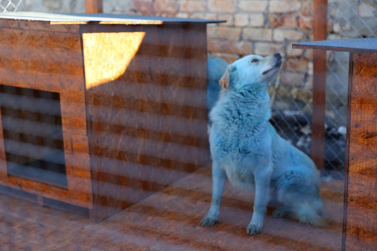 В Дзержинске синие собаки переедут в гараж к властям