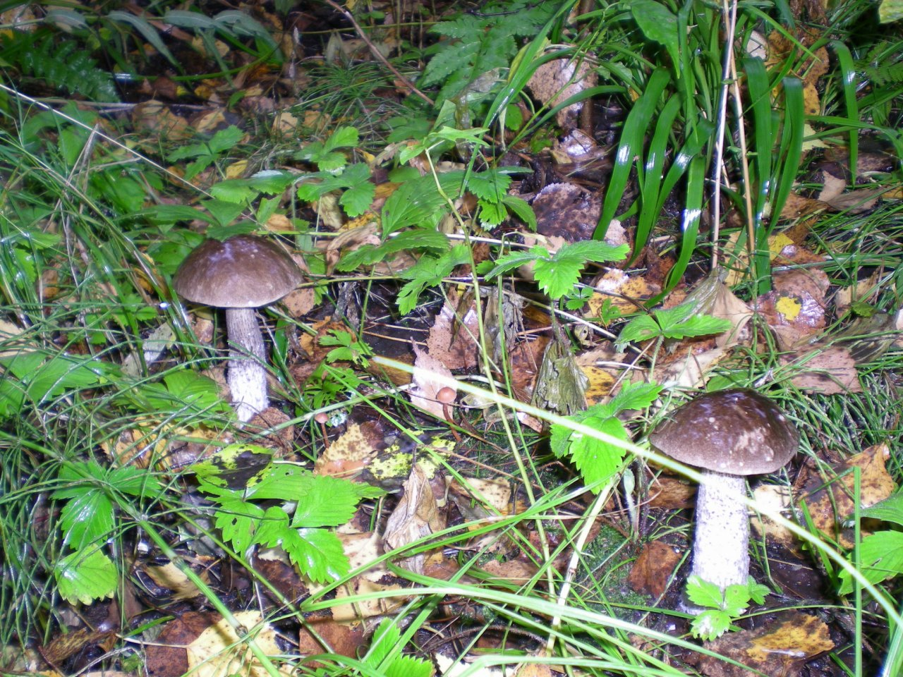 Первые грибы стали причиной отравления в Нижегородской области