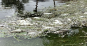 Нижегородскую реку проверят из-за опасных подозрений: там вымерла рыба
