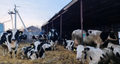 Теперь коров будут доить роботы: в Нижегородскую область пришли инновации