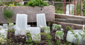 Как защитить сад от весенних заморозков: простые и эффективные методы