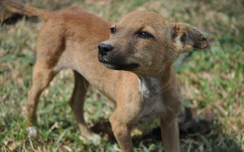 Отловом бездомных собак в Дзержинске займется зоозащитная организация