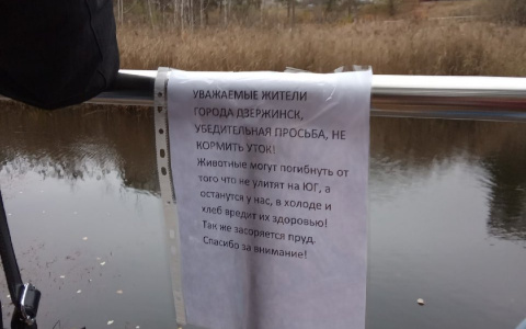 В парке Утиное озеро повесили первые объявления с просьбой не кормить птиц