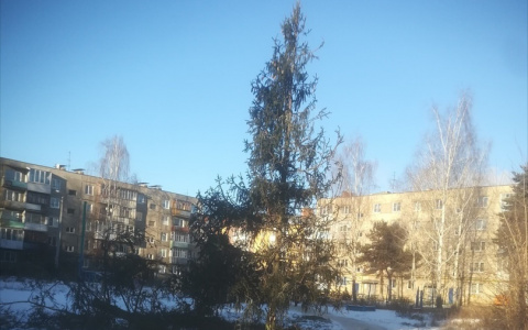 Нижегородцы раскритиковали новогоднюю елку, установленную на Бору