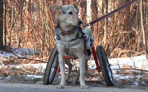 Собака, которую изуродовали живодеры, оказалась в инвалидной коляске